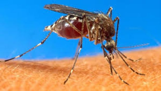 Polynésie : deux premiers décès du chikungunya